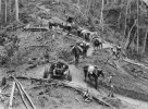 AWM_027023_Pack_horses_and_mules_being_led_along_the_first_stage_of_the_track_from_Ower's_Corner.jpg